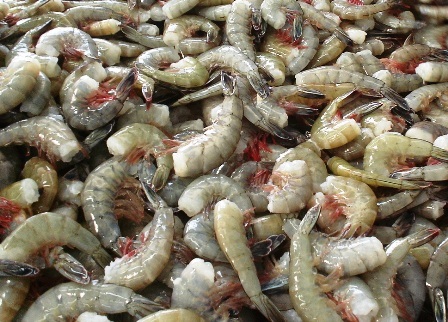 Gulf Shrimp Industry Anxiously Waiting for New Season Production With Supplies Tight, Market Strong